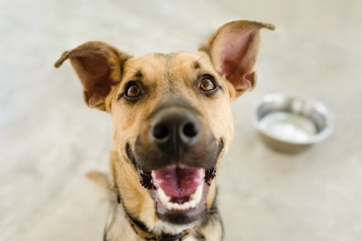 Hysterics at Where Owner Finds German Shepherd Puppy: '10/10 Recommend'