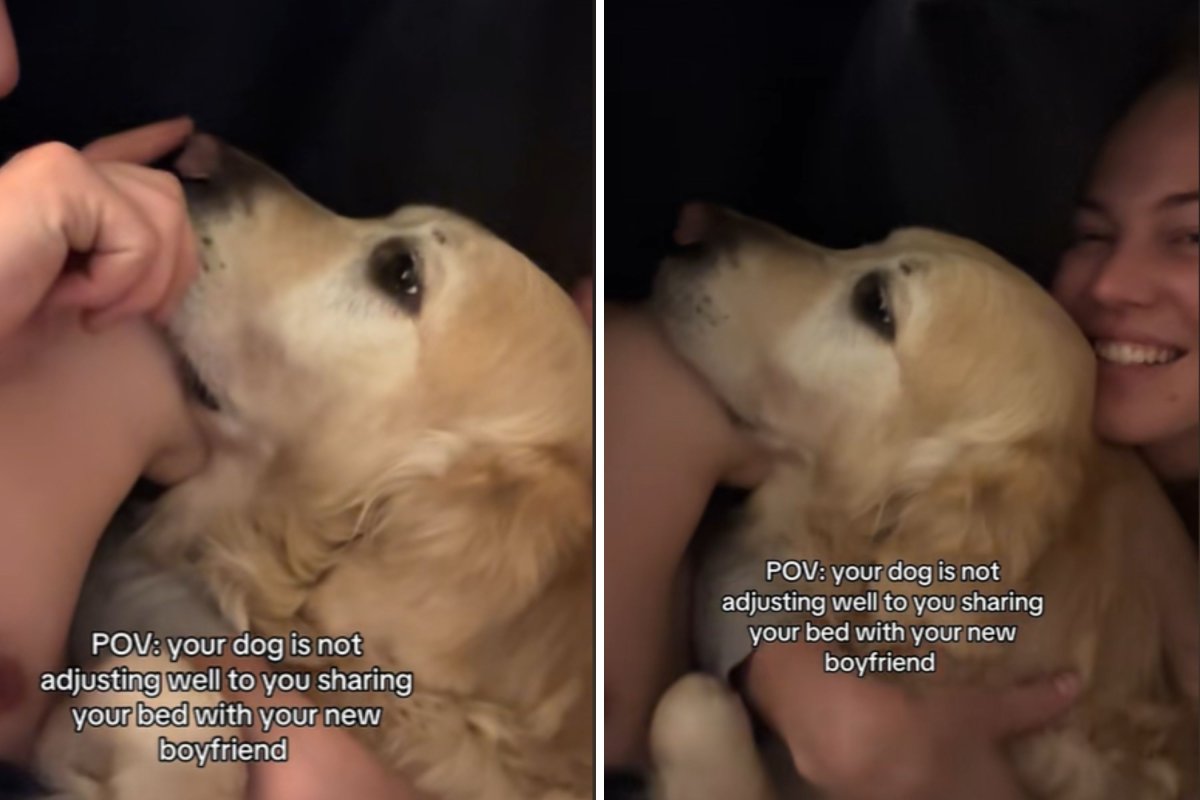 Woman Films Golden Retriever's Reaction to Boyfriend: 'Not Adjusting Well'