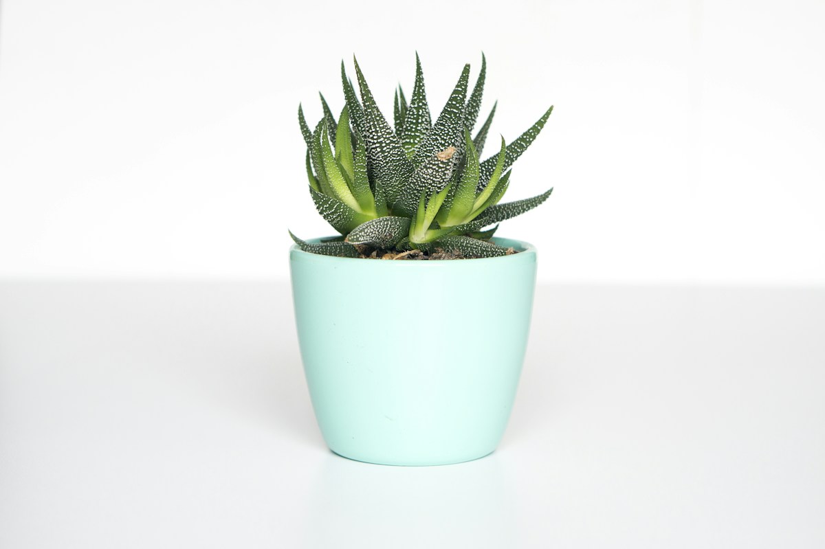Indoor plants respond to the room they live in, not a fixed watering calendar