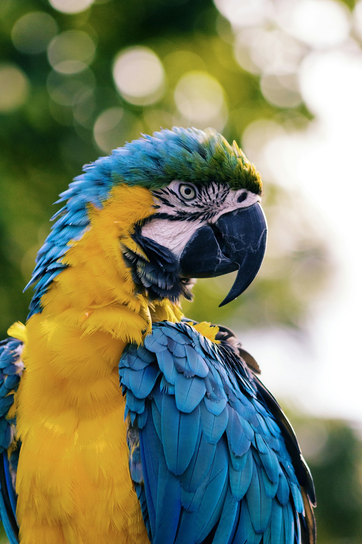 Making windows more visible to birds is an overlooked part of a wildlife-friendly home